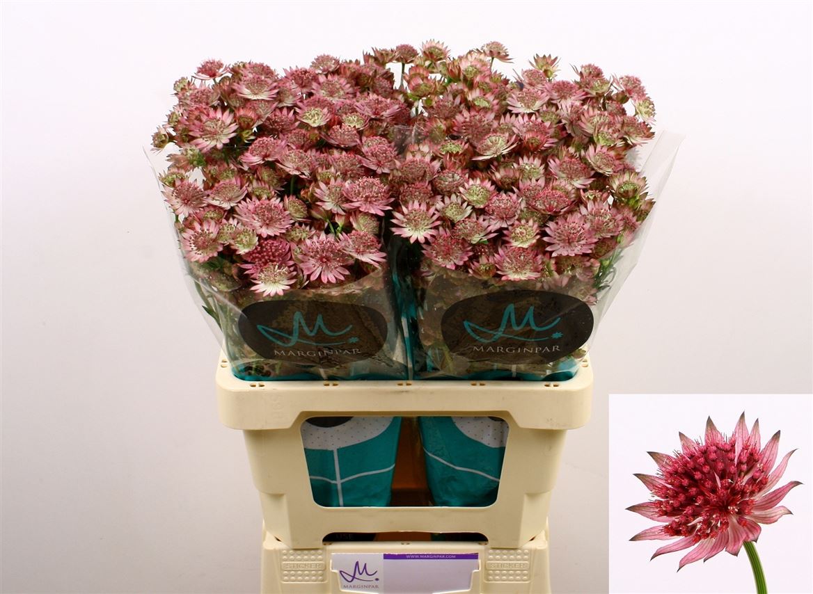 Astrantia Roma 60cm