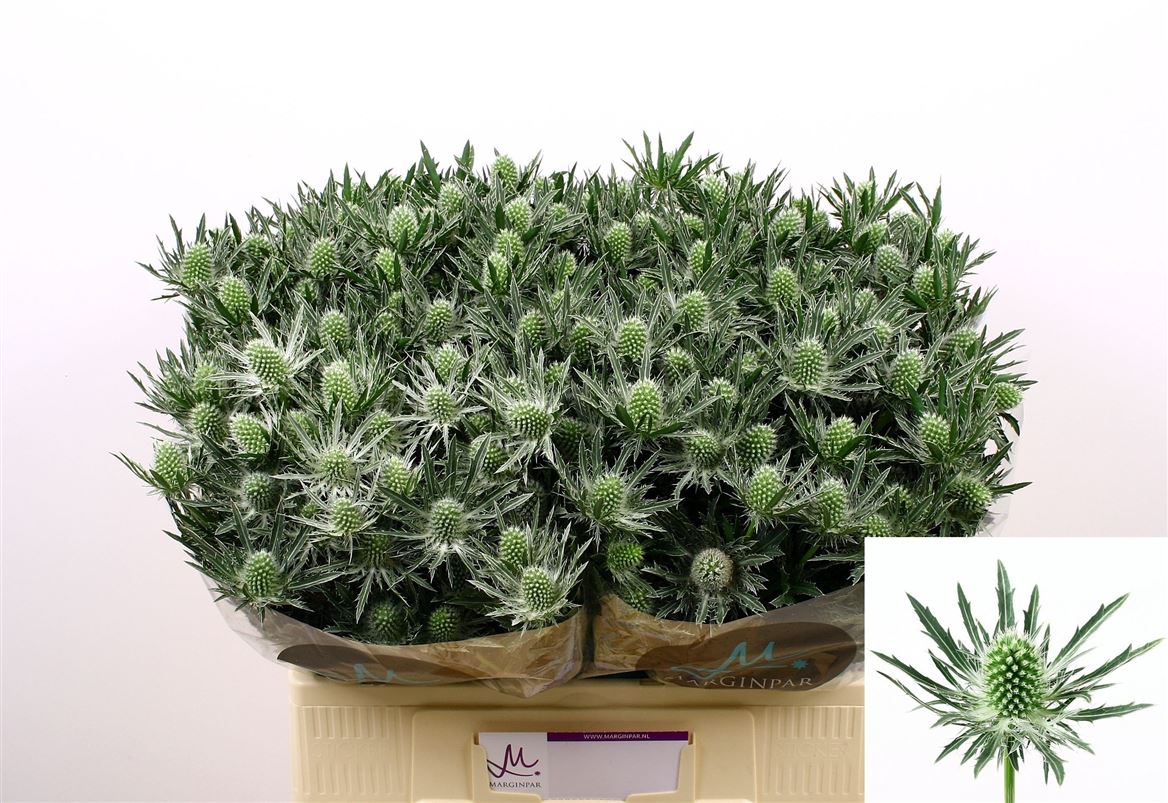 Eryngium Sirius Questar 60cm