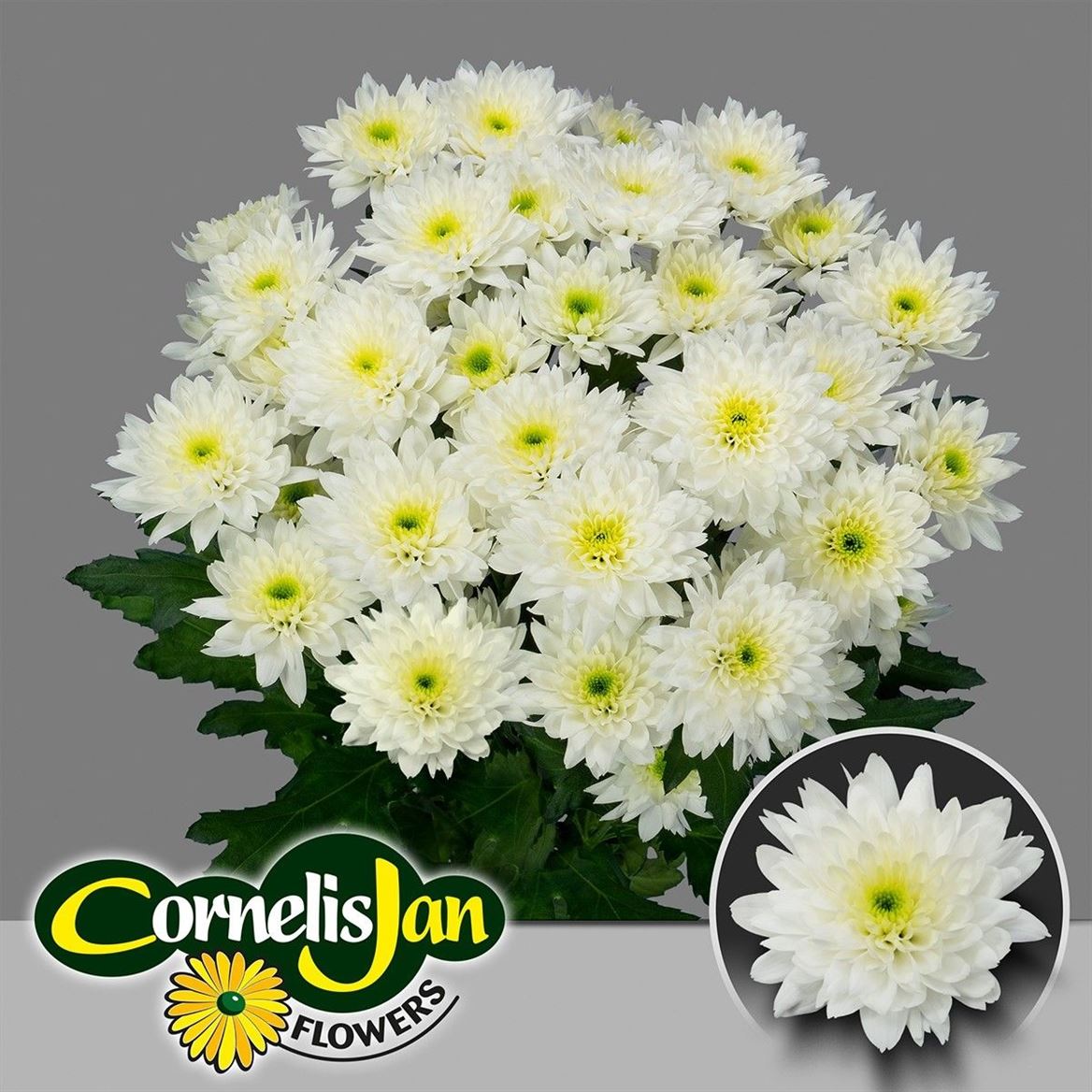 Chrysanth Spray Euro 70cm 95gr.