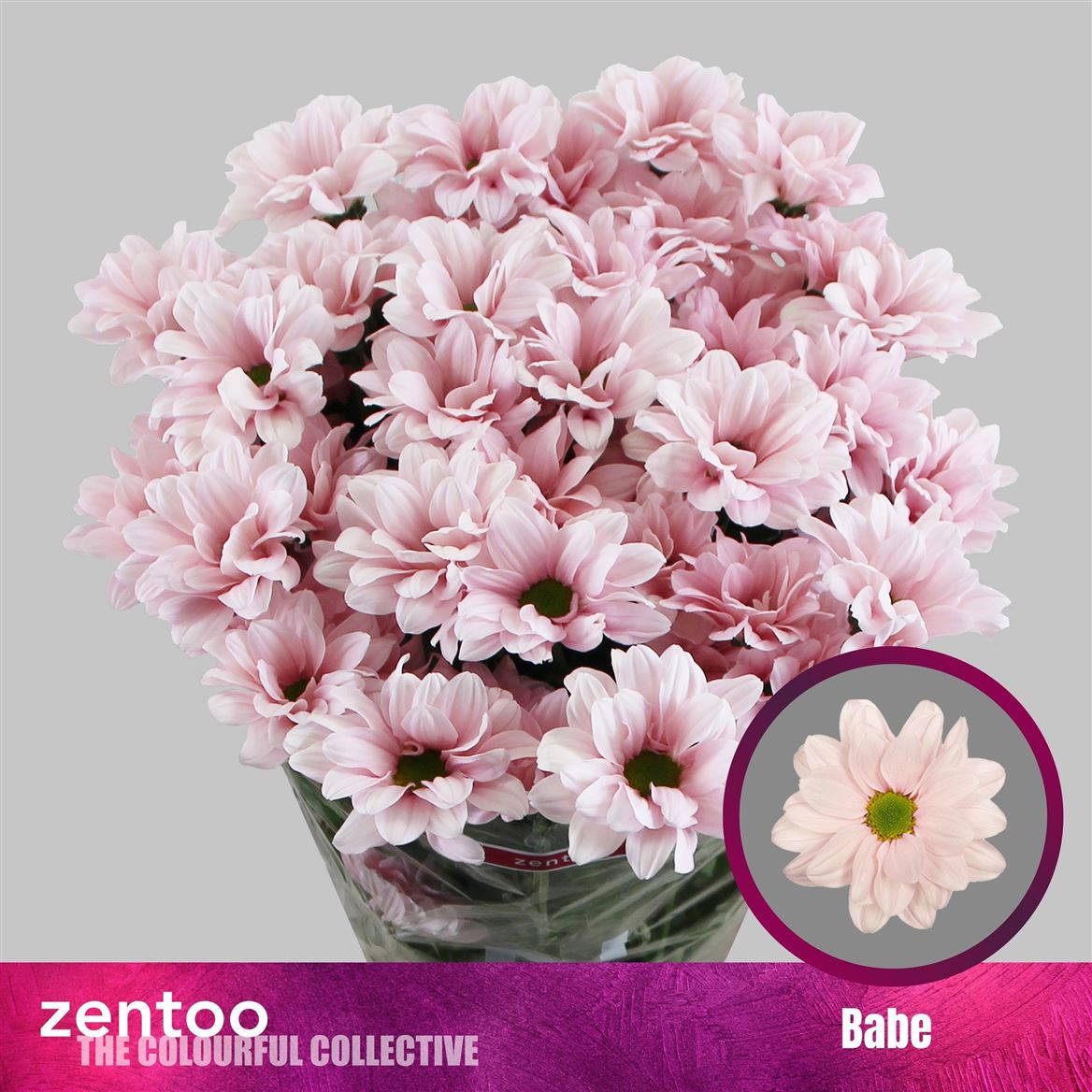 Chrysanth Spray Babe 70cm 75gr.