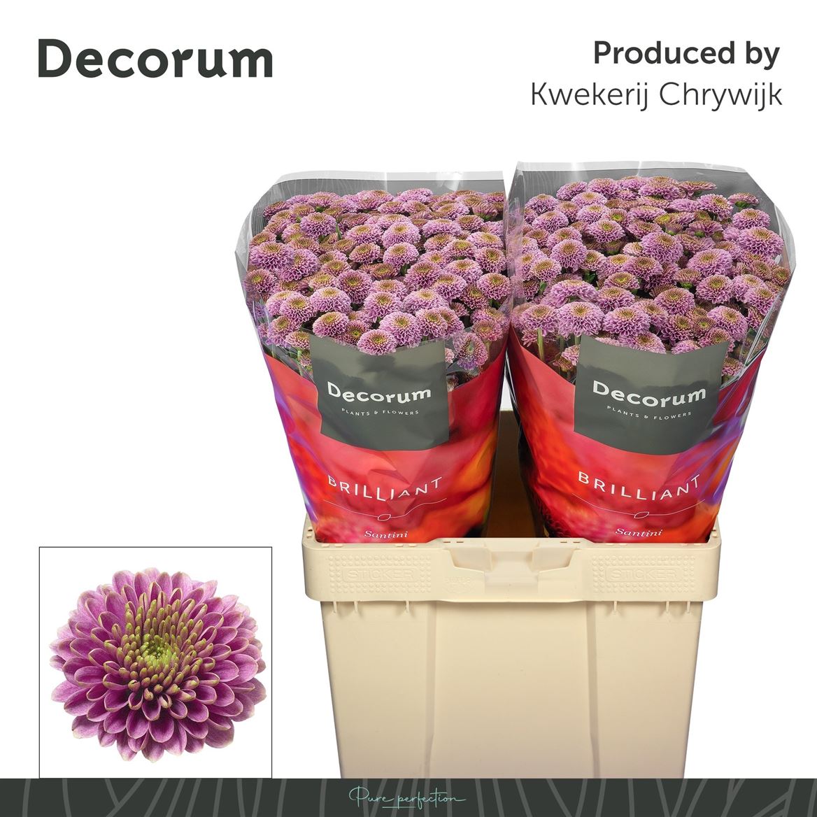 Chrysanth Santini Doria 55cm 56gr.
