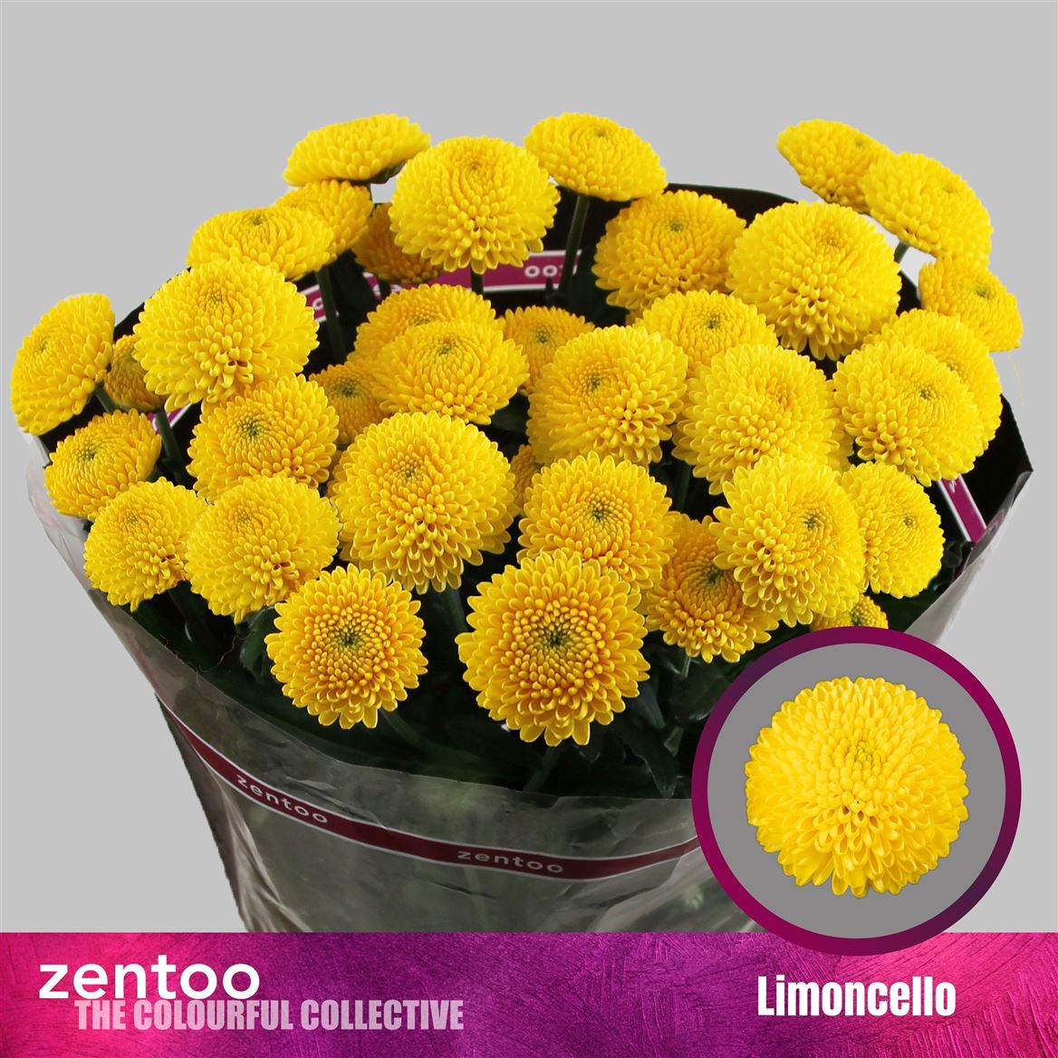 Chrysanth Spray Limoncello 70cm 75gr.