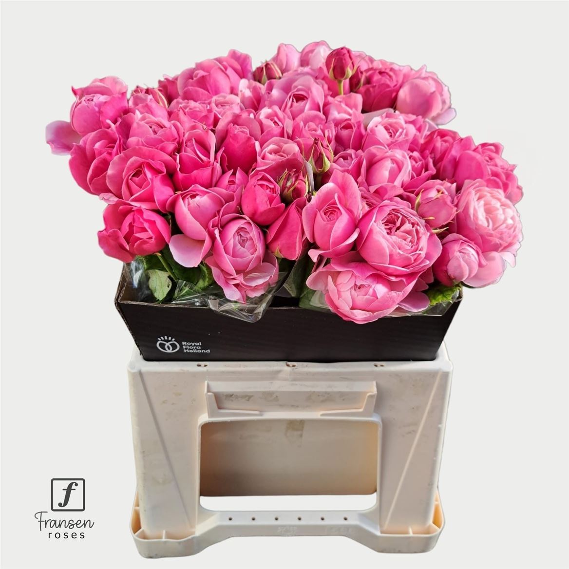Rosa Spray Silva Pink+ 40cm 2+