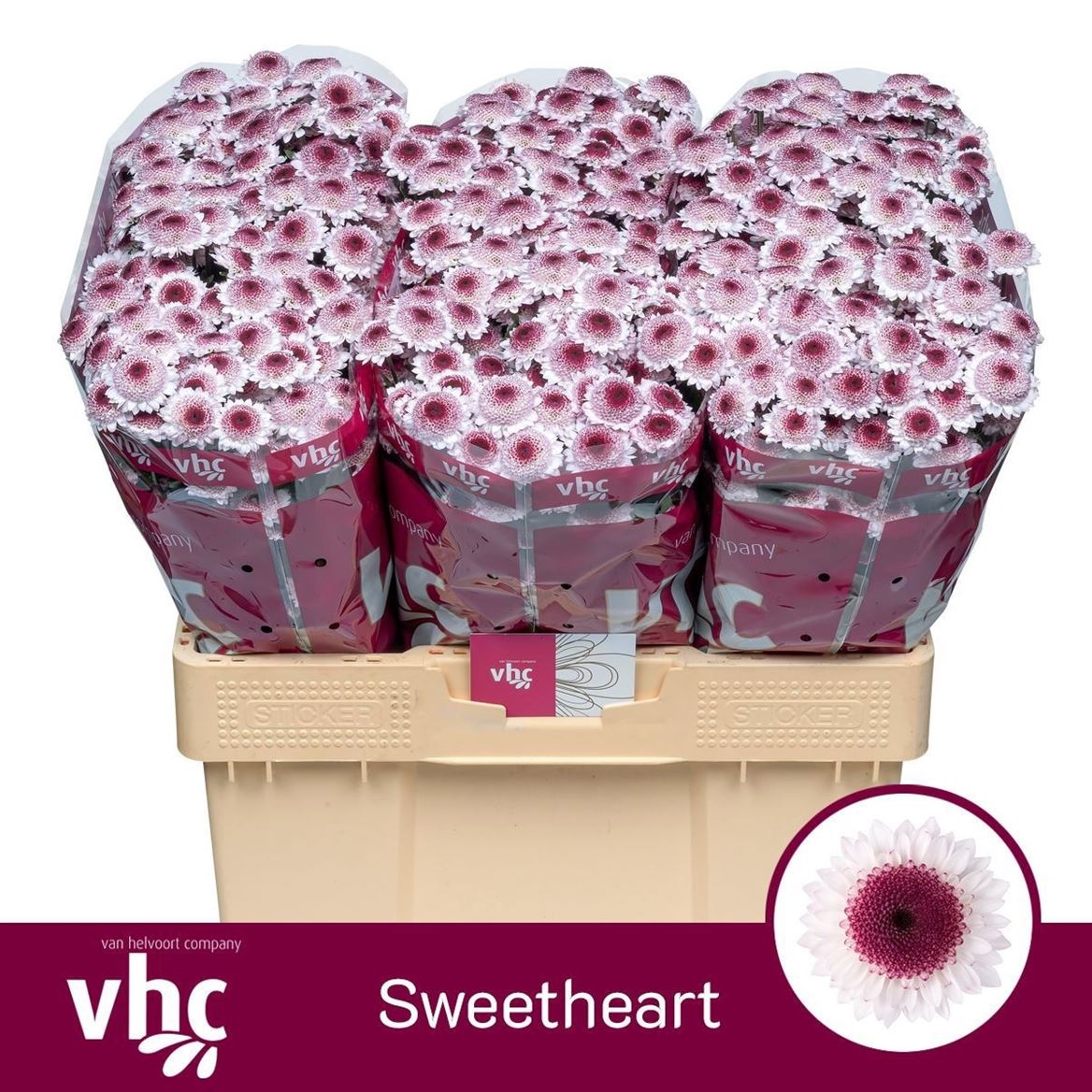 Chrysanth Santini Sweetheart 55cm 36gr.