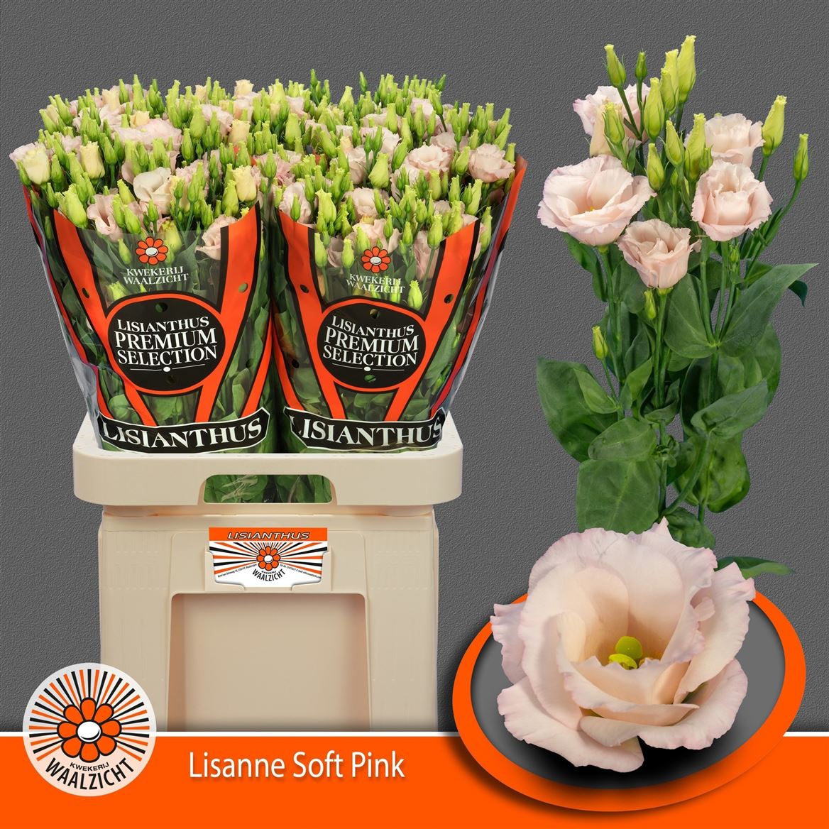 Eustoma Double Lisanne Soft Pink 70cm