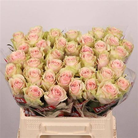 Rosa Frutteto 40cm