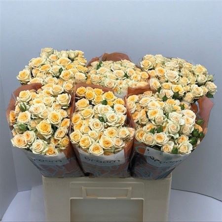Rosa Spray Trinity 60cm 6+