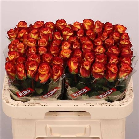 Rosa Firefox 60cm