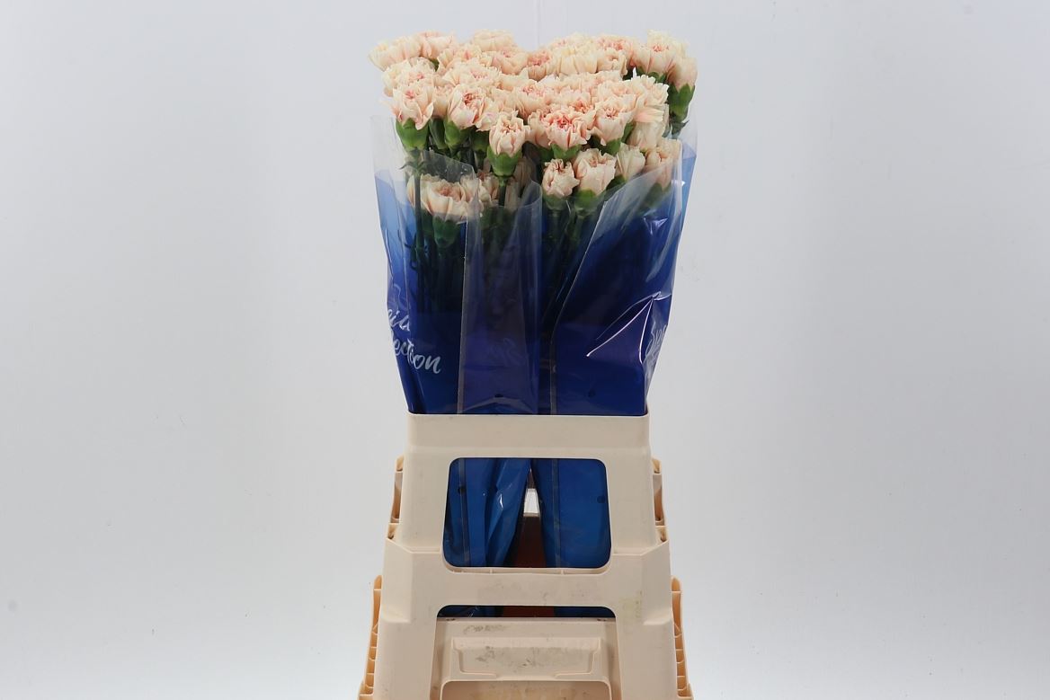 Dianthus Single Apple Tea 70cm