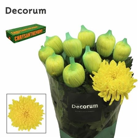 Chrysanth Single Maracuja 75cm 105gr.