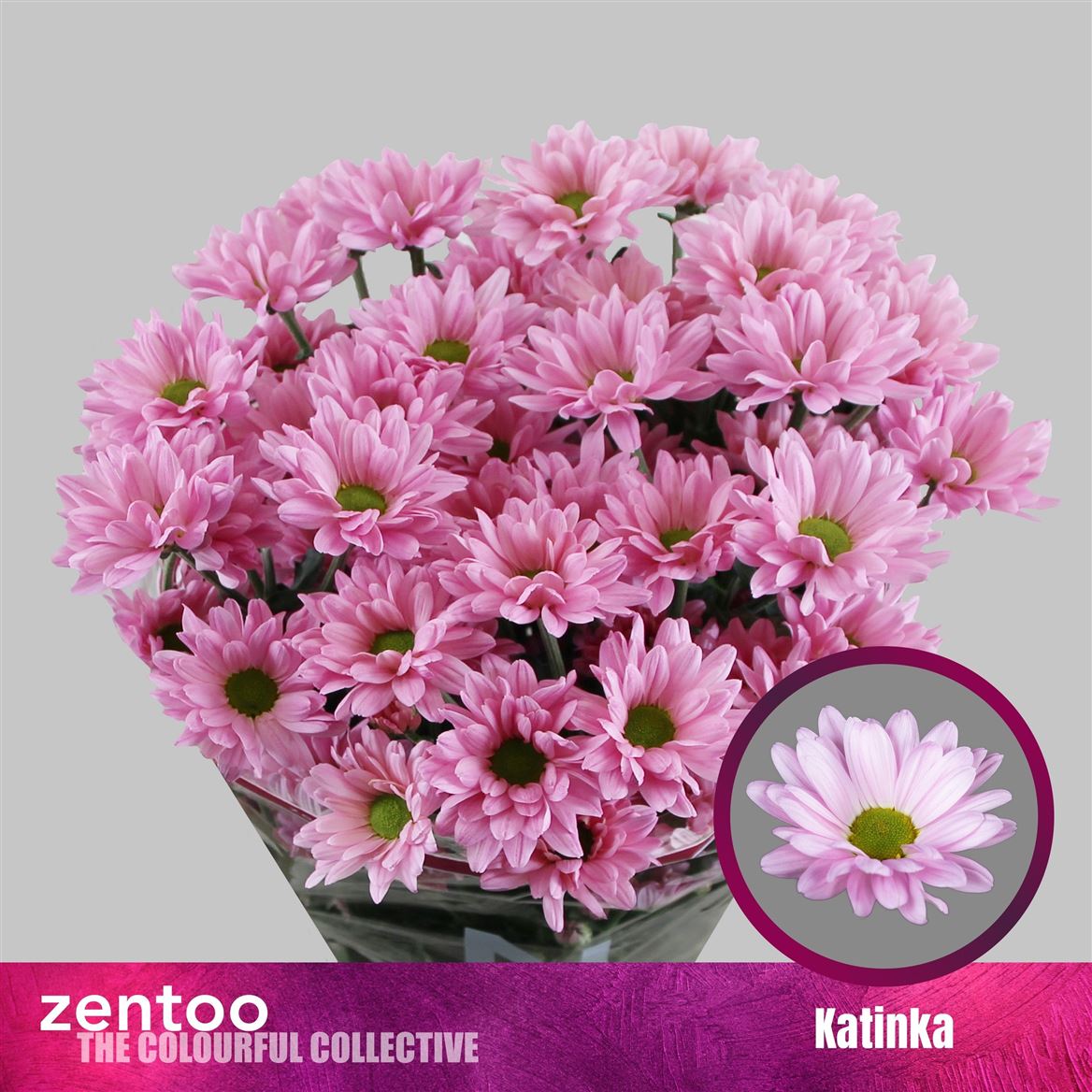 Chrysanth Spray Katinka 70cm 90gr.