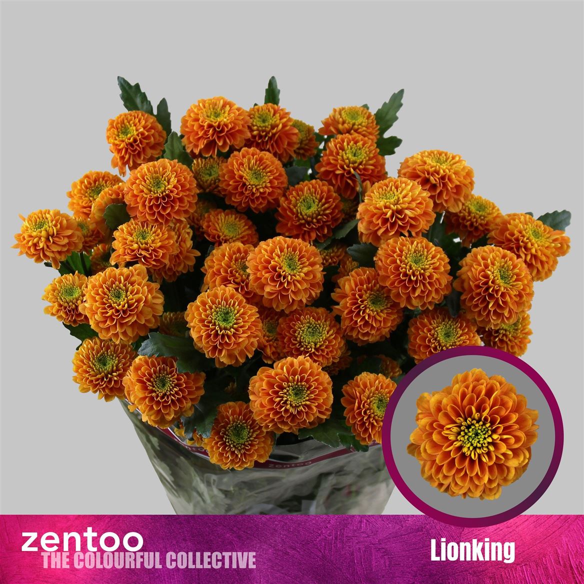 Chrysanth Spray Lionking 70cm 95gr.