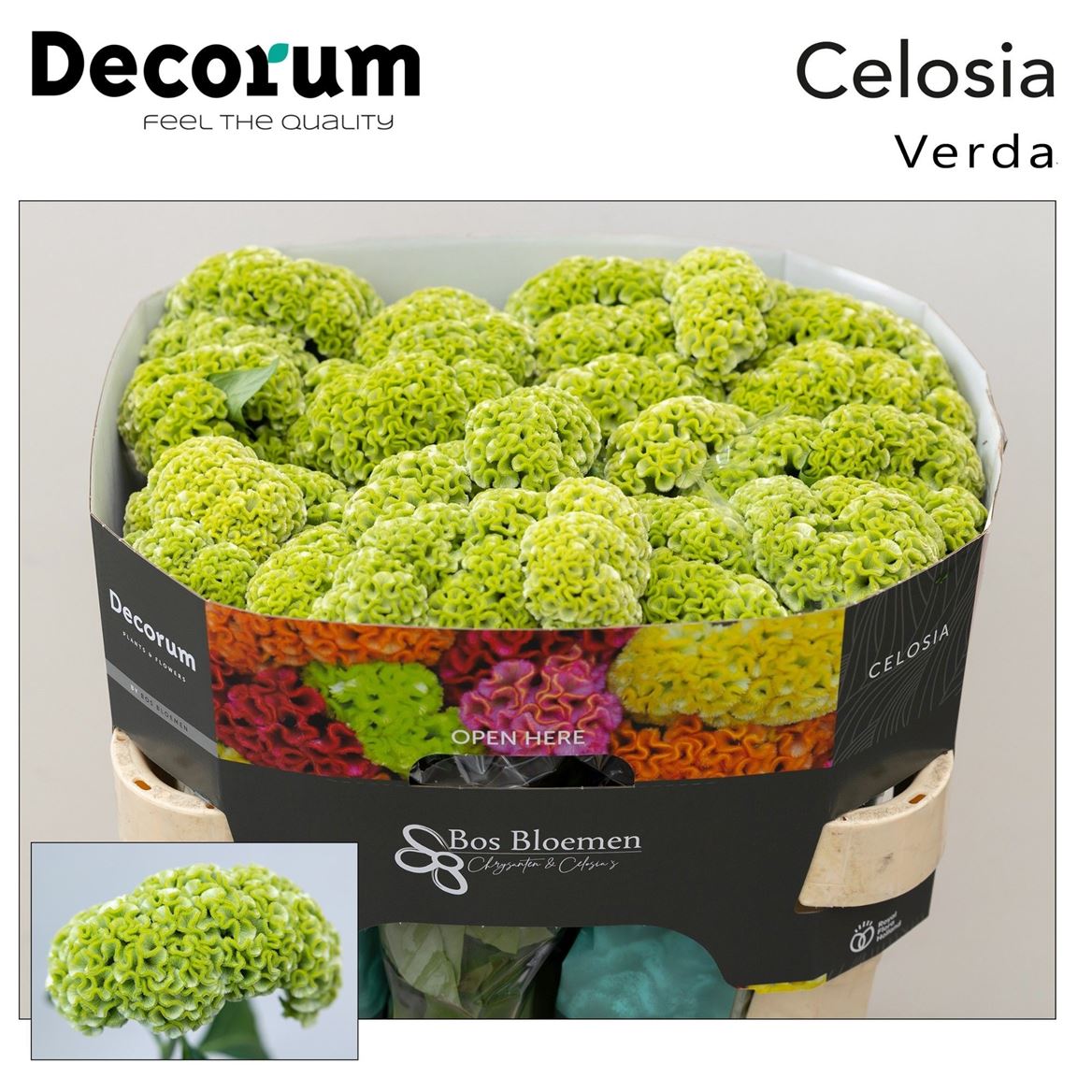 Celosia Act Verda 72cm