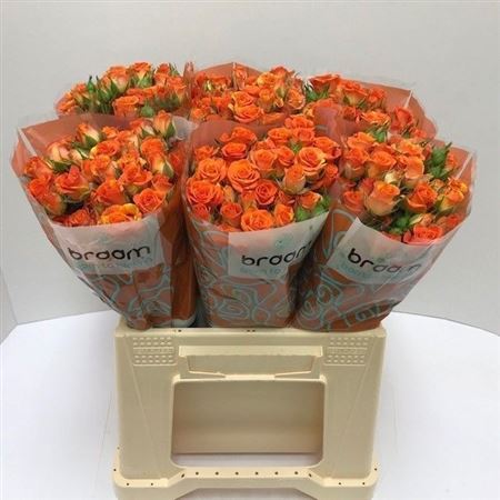 Rosa Spray Smashing 40cm 4+