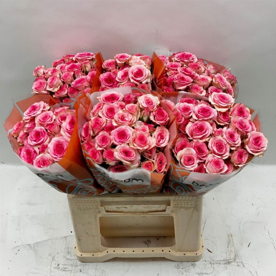 Rosa Spray Tralala 40cm 7+