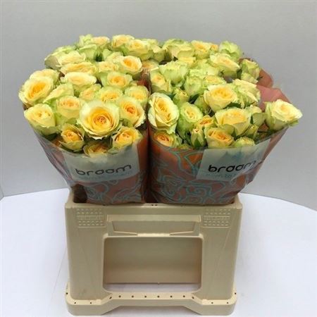 Rosa Spray Bandolero 40cm 4+