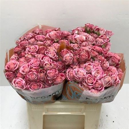 Rosa Spray Flinders Lane 40cm 4+