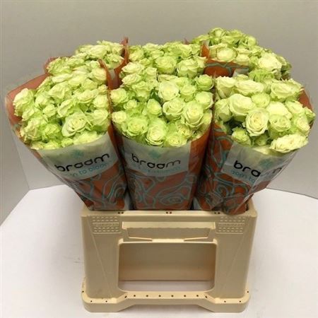 Rosa Spray Green Glow 40cm 4+