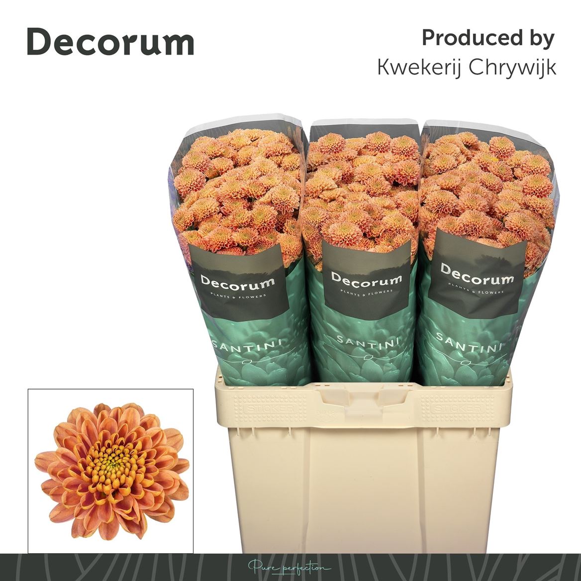 Chrysanth Santini Ellison Salmon 55cm 44gr.