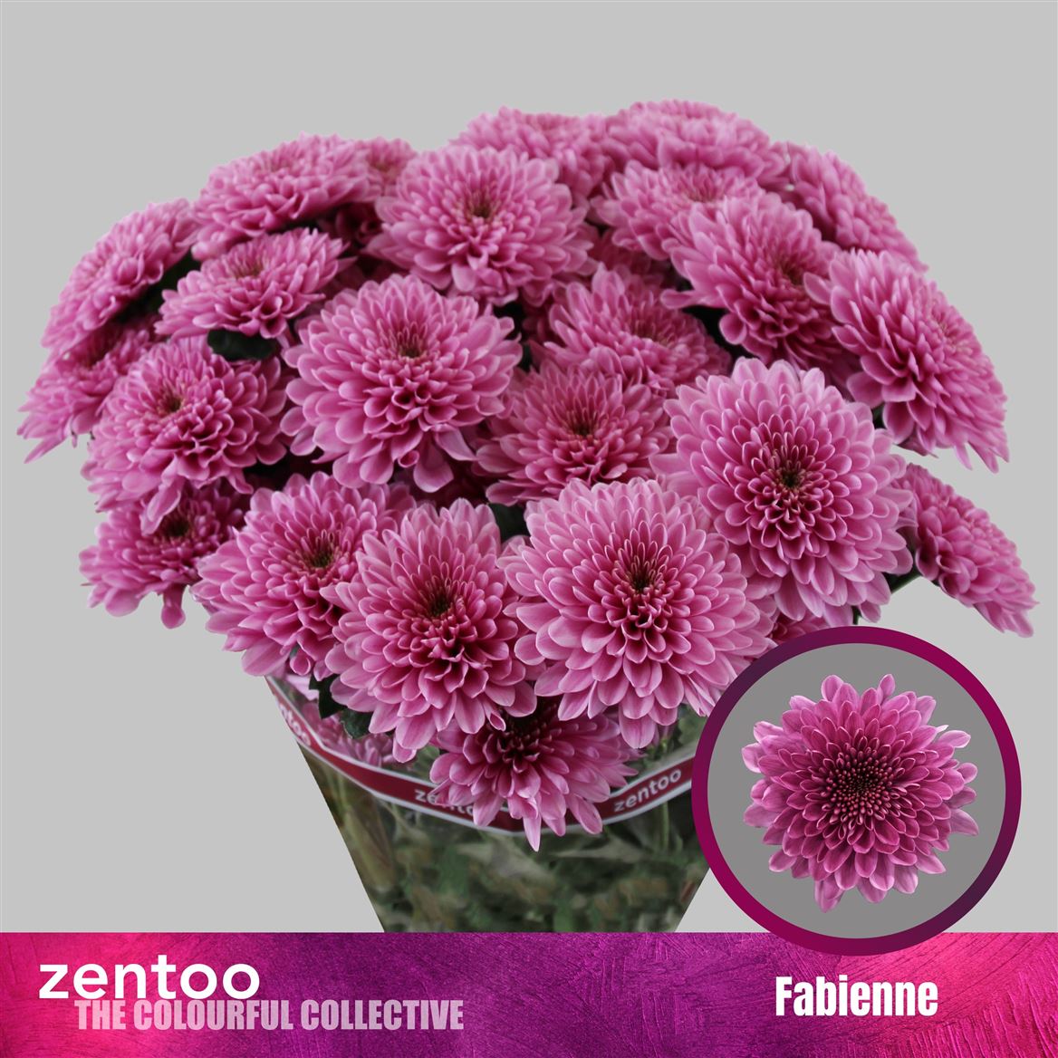 Chrysanth Spray Fabiënne 70cm 70gr.