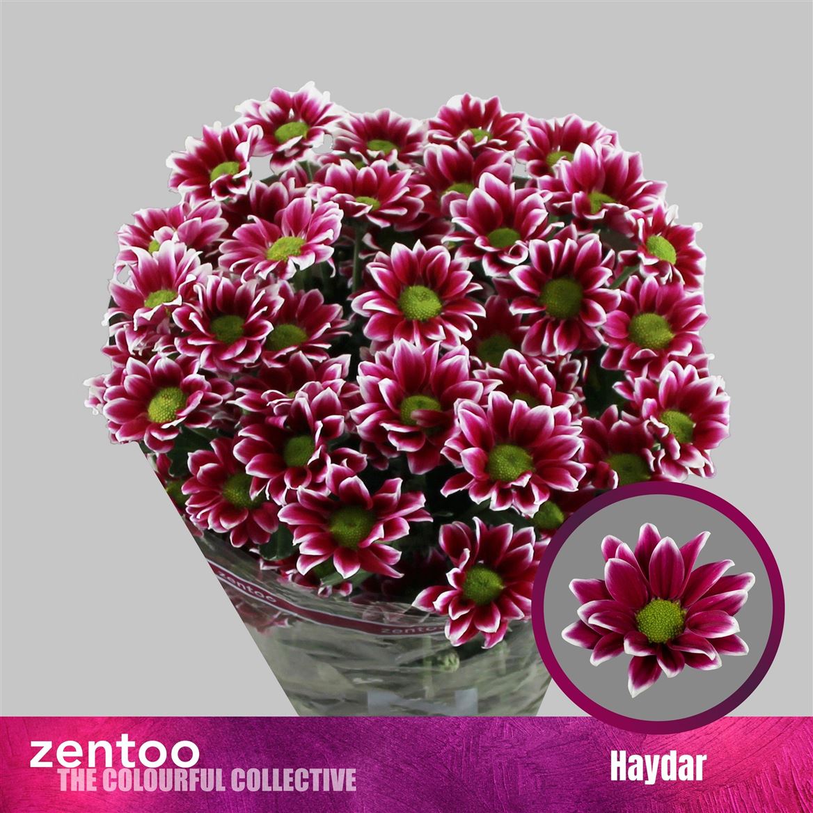 Chrysanth Spray Haydar 70cm 75gr.