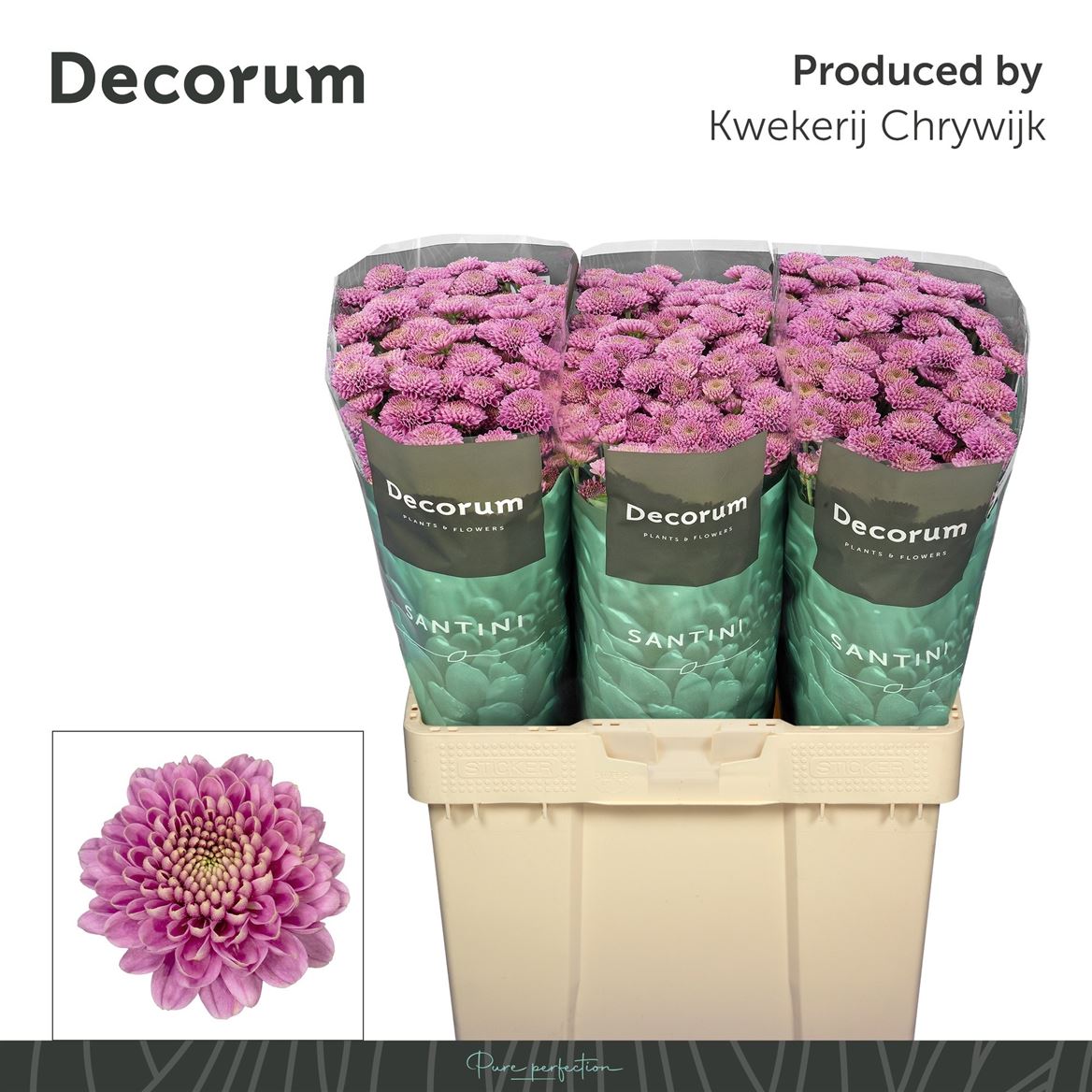 Chrysanth Santini Ellison Pink 55cm 46gr.