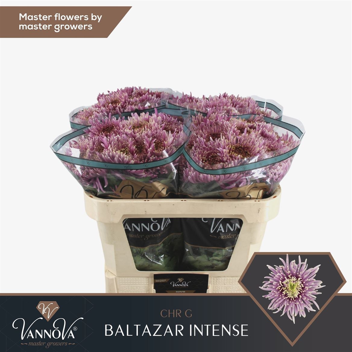 Chrysanth Single Balthazar Intense 75cm 75gr.