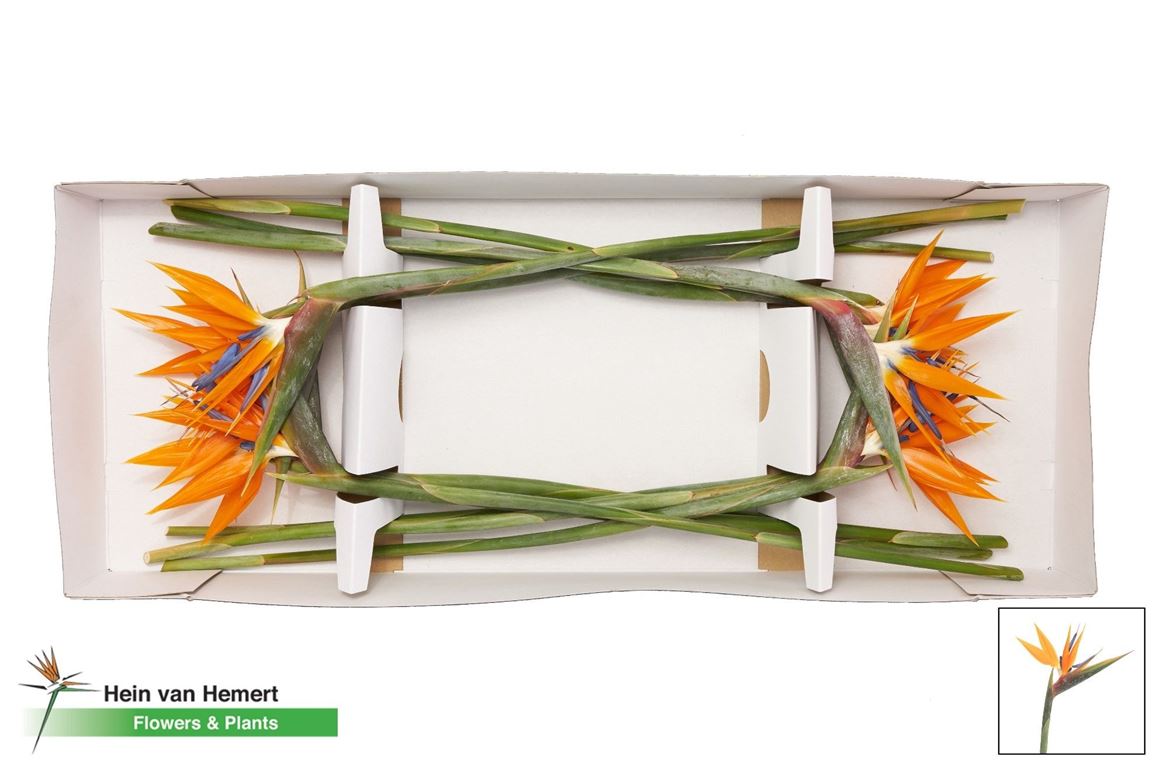Strelitzia Reginae Flower 85cm 20cm