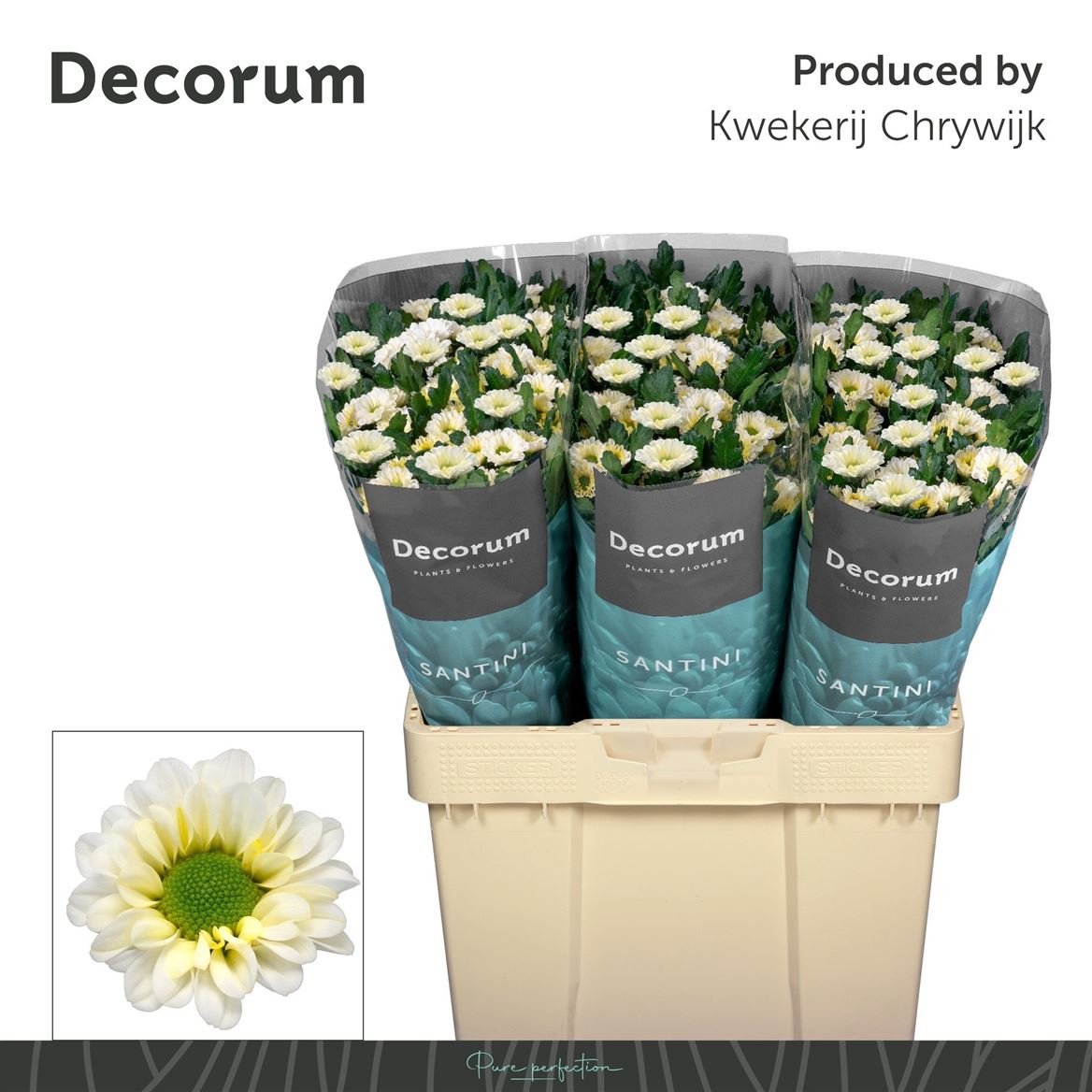Chrysanth Santini Fabiani White 55cm