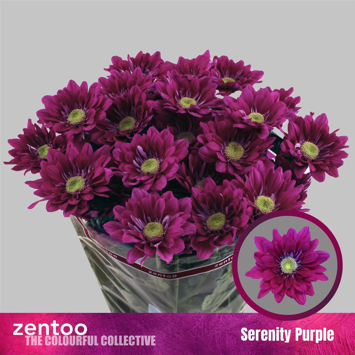 Chrysanth Spray Serenit Purple 70cm 70gr.