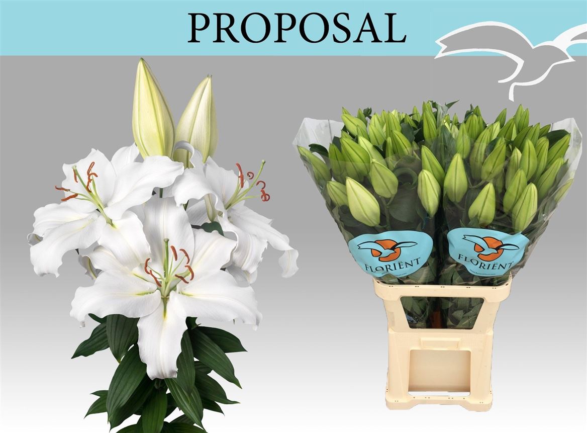 Lily Oriental Proposal 100cm 5+