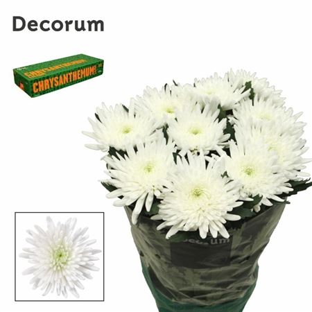 Chrysanth Single Topspin 70cm 90gr.