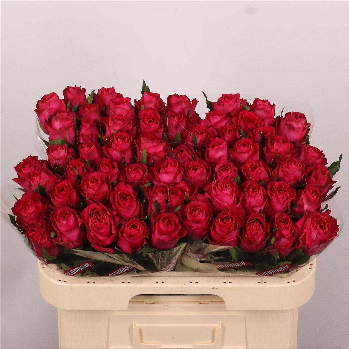 Rosa Madam Cerise 60cm