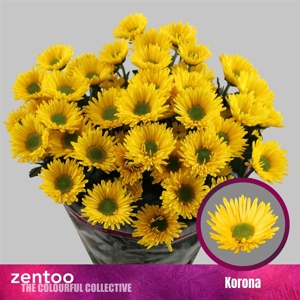 Chrysanth Spray Korona 70cm 75gr.