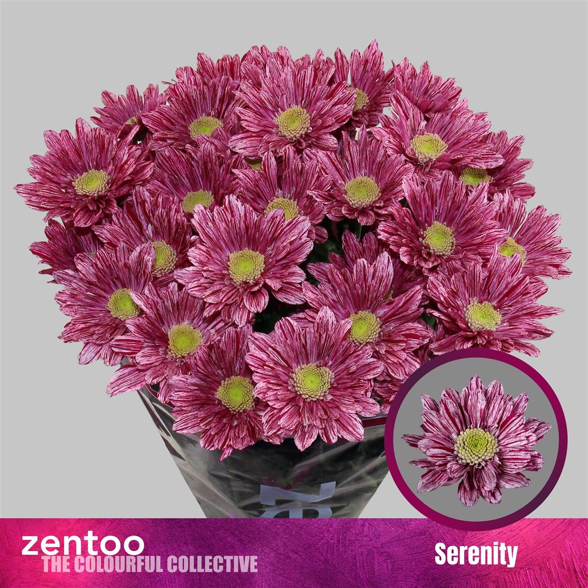 Chrysanth Spray Serenity 70cm 70gr.
