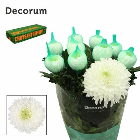 Chrysanth Single Magnum 75cm 105gr.
