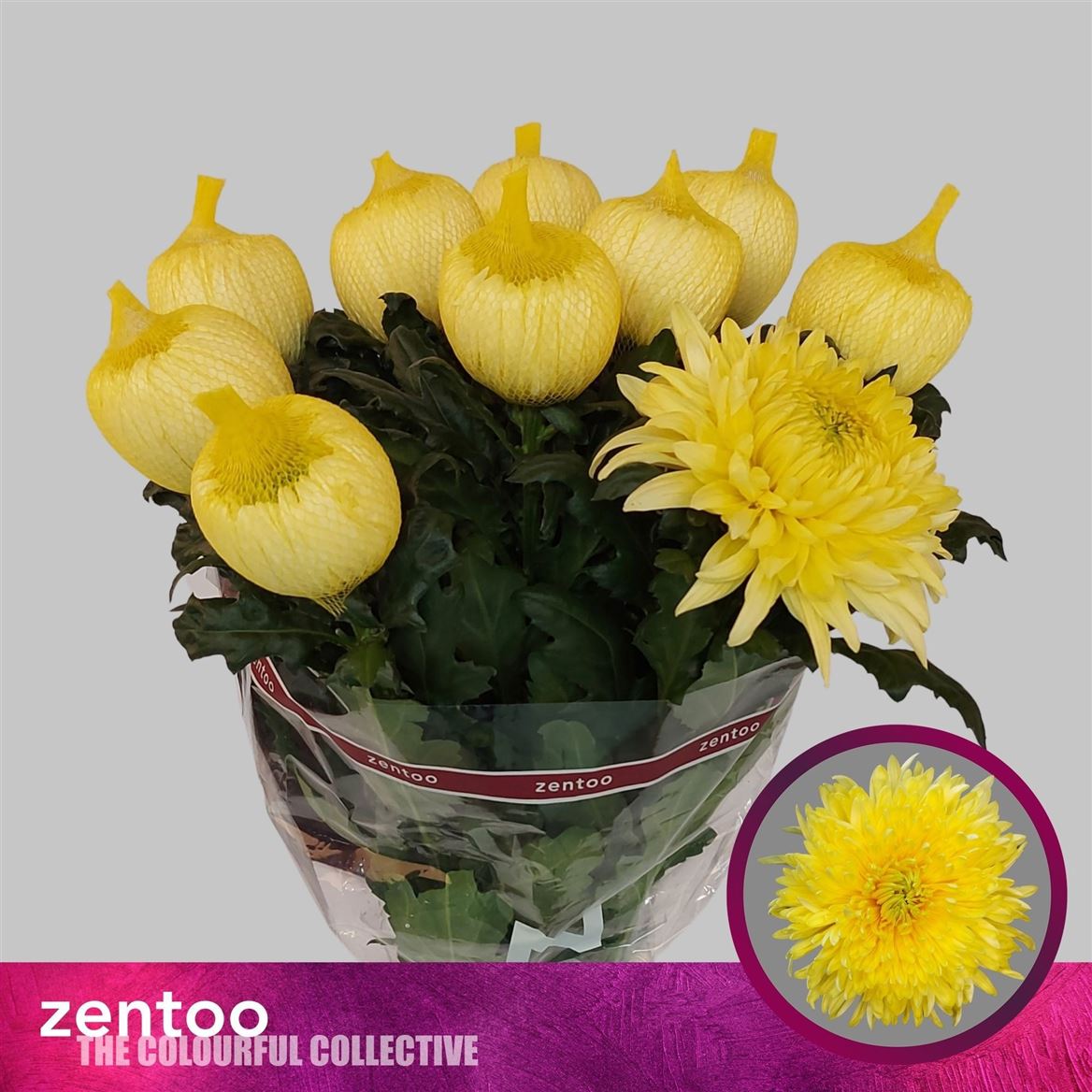 Chrysanth Single Magnum Yellow 70cm 100gr.