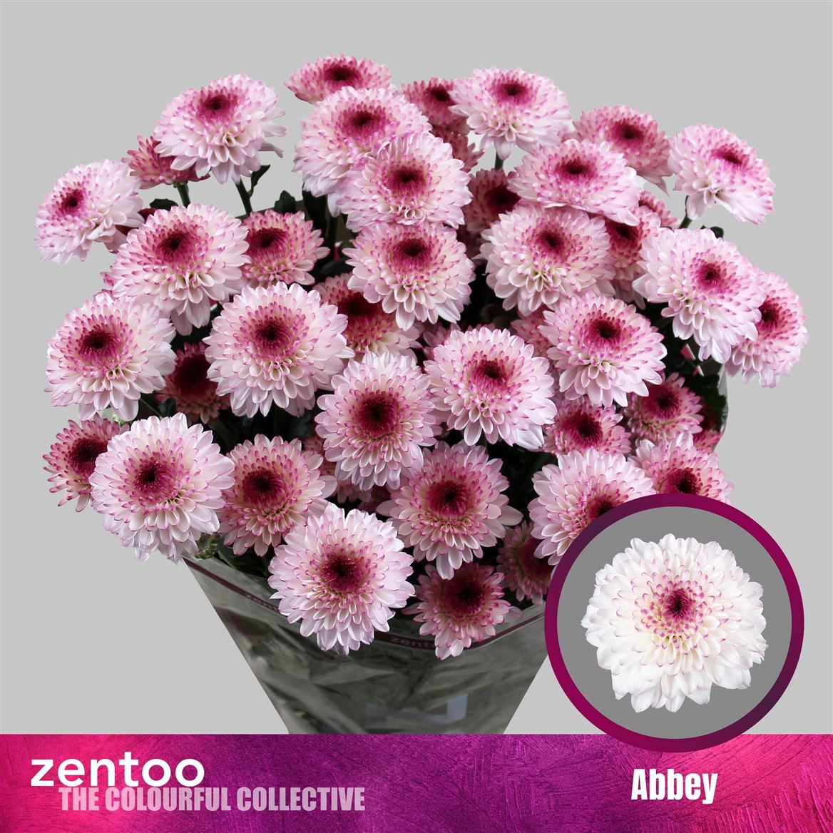 Chrysanth Spray Abbey 70cm 70gr.