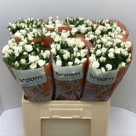 Rosa Spray Jeanine 60cm 6+