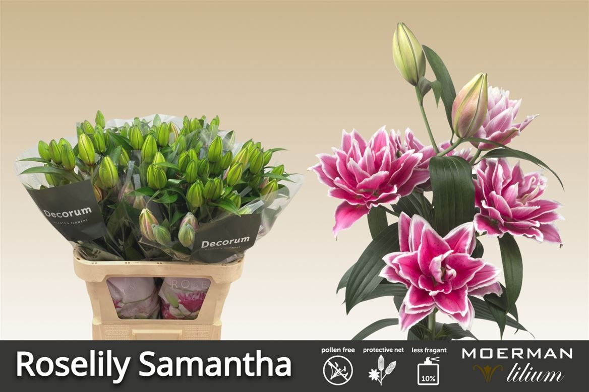 Lily Oriental Double Roselily Samantha 70cm 4+