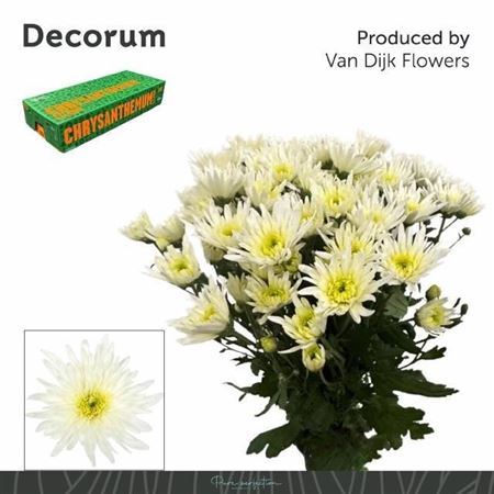 Chrysanth Spray Delianne White 70cm 70gr.