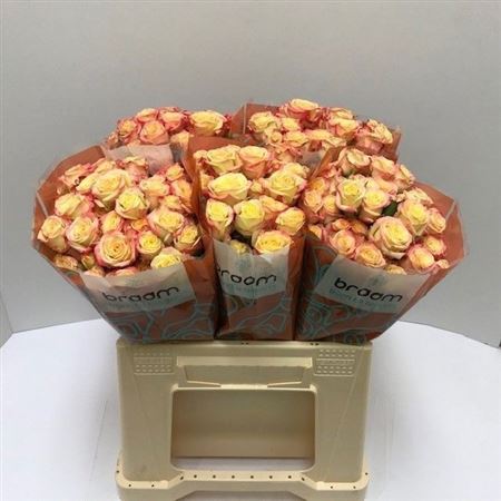 Rosa Spray Candelicious 40cm 4+