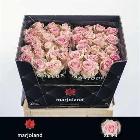 Rosa Sweet Dolomiti@ 60cm
