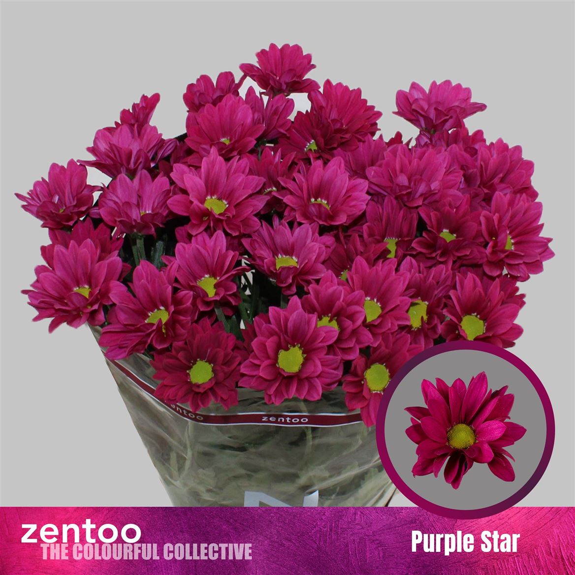 Chrysanth Spray Purple Star 70cm 70gr.