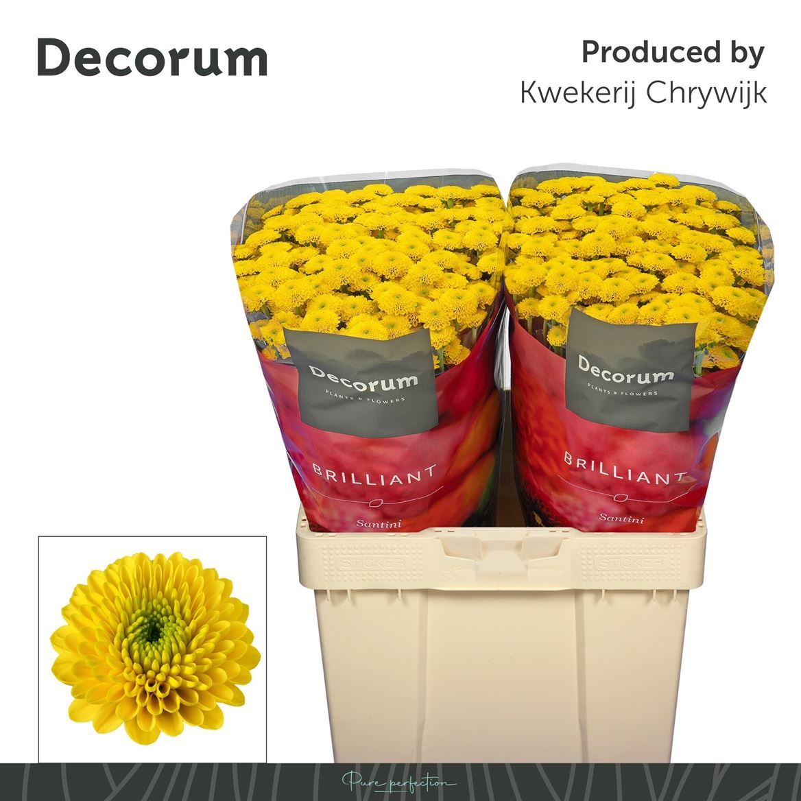 Chrysanth Santini Aurinko 55cm 52gr.