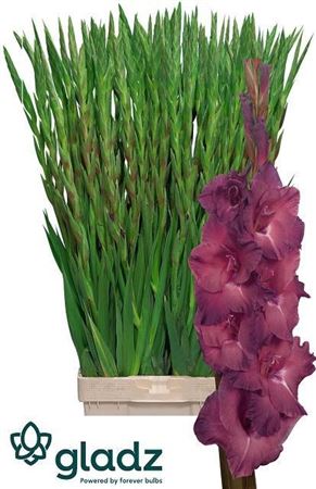 Gladiolus Indian Summer 110cm 180gr.