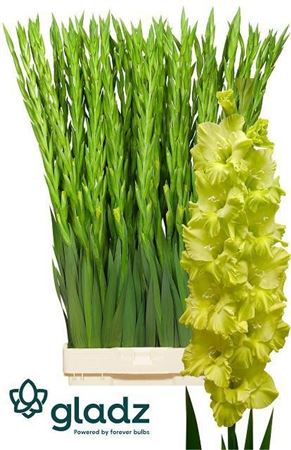 Gladiolus Kio 110cm 160gr.