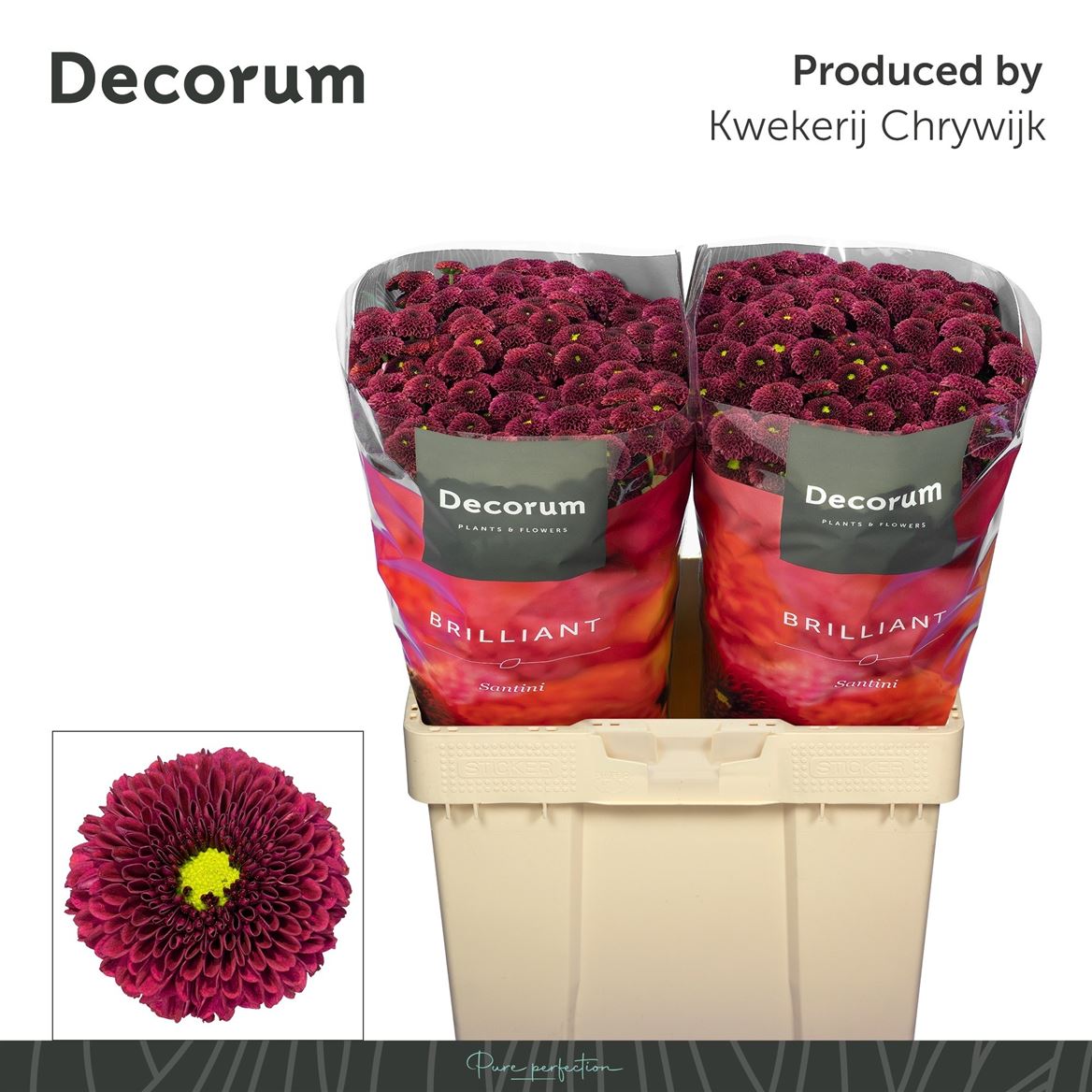 Chrysanth Santini Purpetta Red 55cm 54gr.
