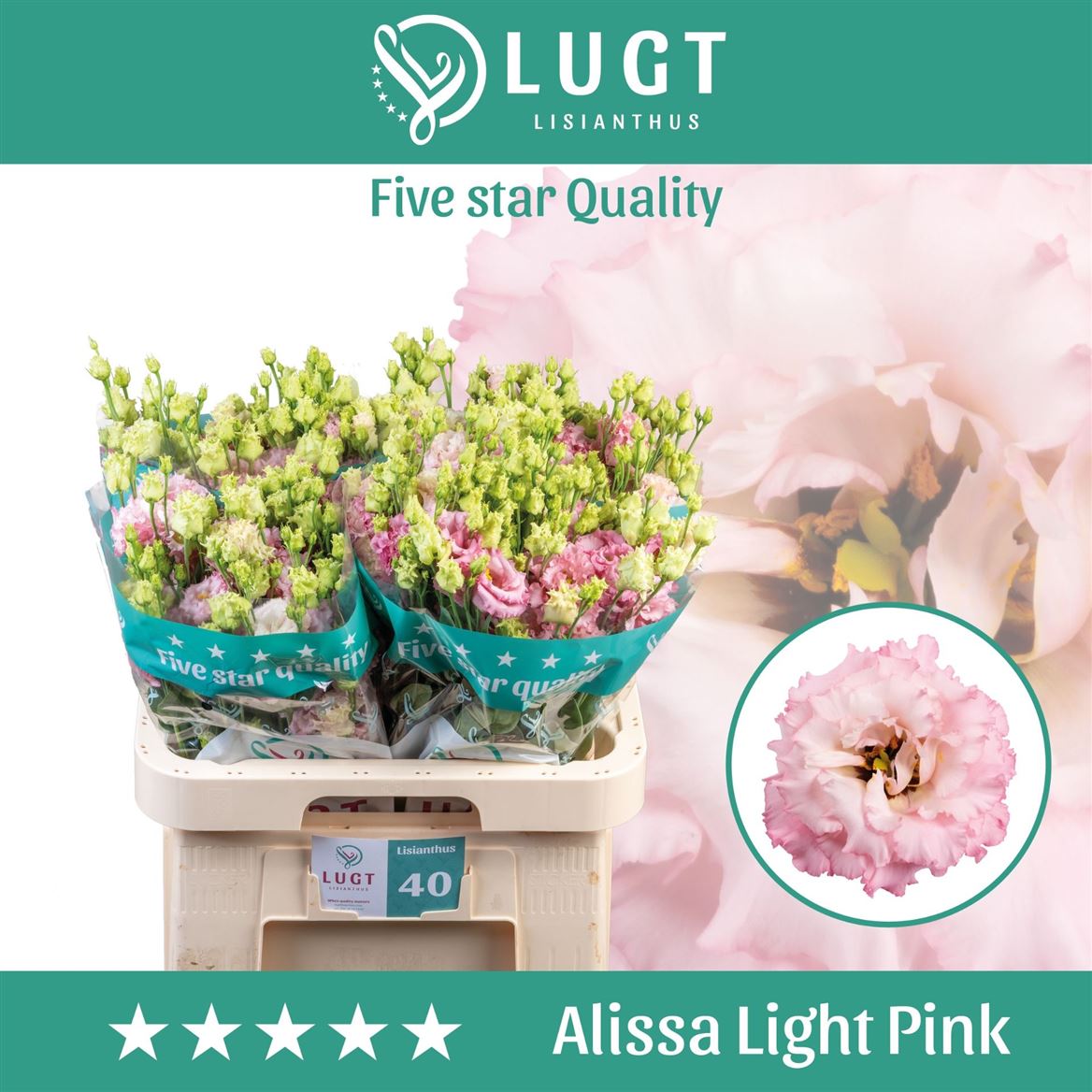 Eustoma Double Alissa Light Pink 70cm