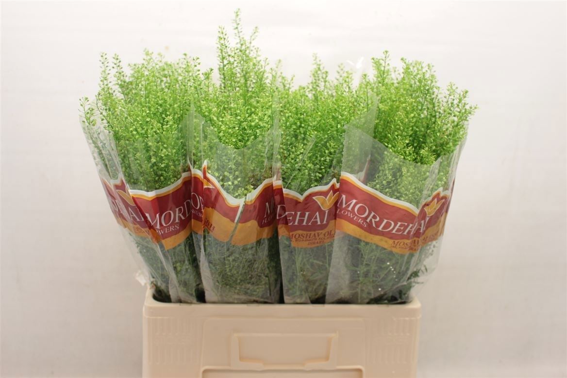 Lepidium Ruderale Green Bell 65cm 15gr.